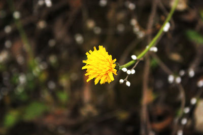 Close-up of yellow flowers blooming outdoors