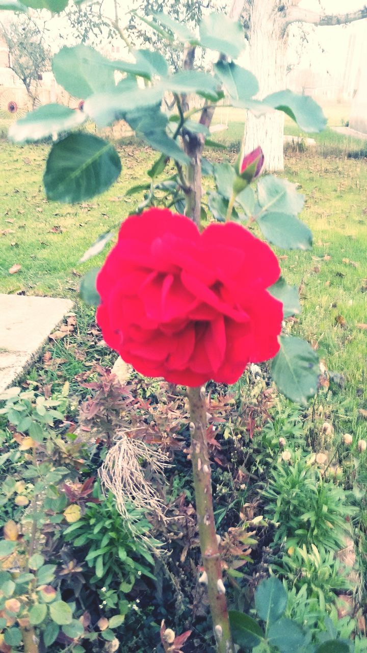 flower, petal, fragility, freshness, flower head, red, growth, beauty in nature, plant, blooming, nature, single flower, rose - flower, pink color, high angle view, in bloom, leaf, day, blossom, sunlight