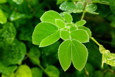 Close-up of water drops on plant leaves