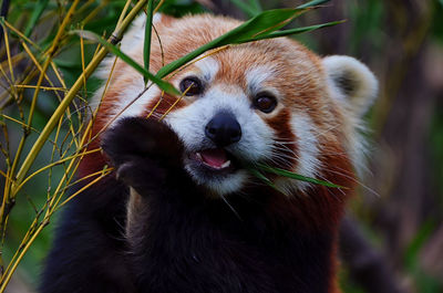 Close-up portrait of red panda