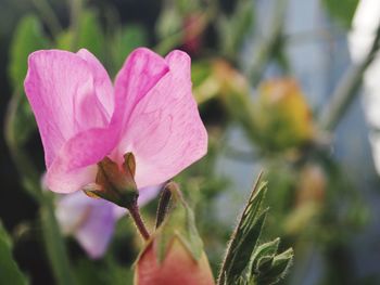 Close-up of pink flower blooming outdoors