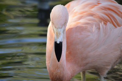 Close-up of flamingo drinking water in lake