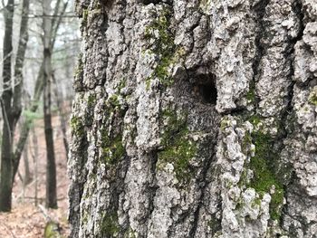 Full frame shot of trees in forest