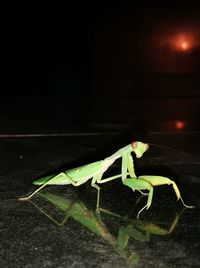 Close-up of insect on leaf