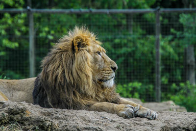 View of a lion