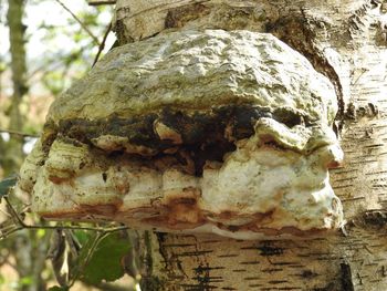 Close-up of lizard on tree trunk
