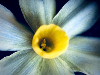 Close-up of yellow flower blooming outdoors