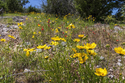 Close-up of yellow daffodil flowers on field