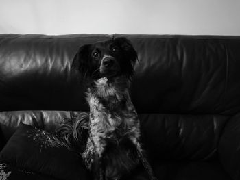 Close-up of dog sitting on sofa at home