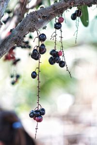 Close-up of berries growing on plant