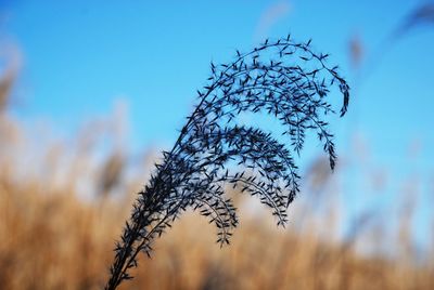 Close-up of plant against blue sky