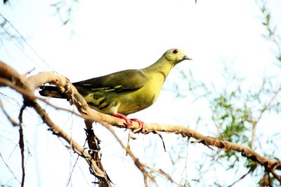 Low angle view of birds perching on tree