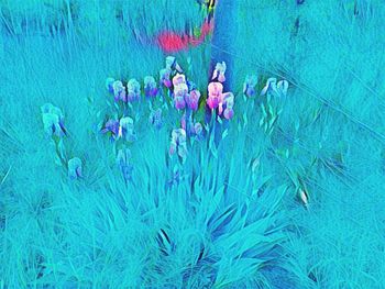 Close-up of pink flowers