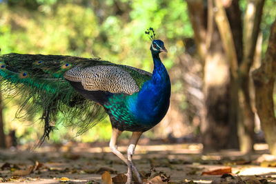 Close-up of a peacock