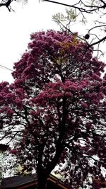 Low angle view of trees