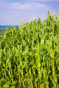 Crops growing on field against sky