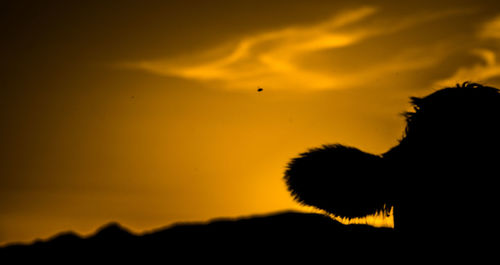 Close-up of silhouette birds against sky during sunset