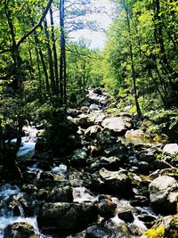 Stream flowing through rocks in forest