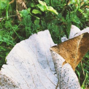 Close-up of autumn leaf in forest