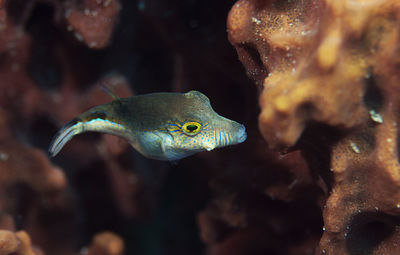 A sharpnose puffer in the wild on the reef in roatan, honduras.