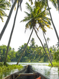 Scenic view of palm trees against sky