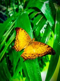 Butterfly pollinating flower