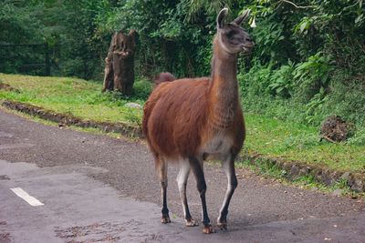 View of a lama standing on road