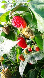 Close-up of fruits growing on plant