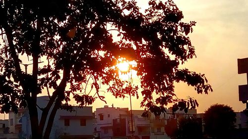 Trees at sunset