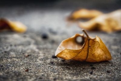 Close-up of dried autumn leaf on land