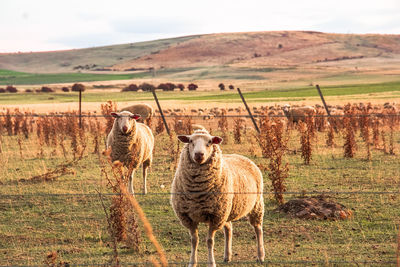 Sheep in a field