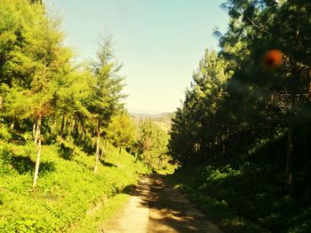 Dirt road amidst trees against clear sky