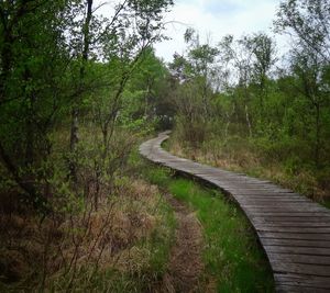 Scenic view of forest