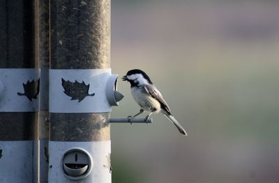 Close-up side view of a bird against blurred background