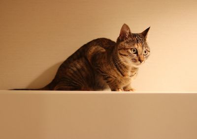 Portrait of cat sitting on sofa