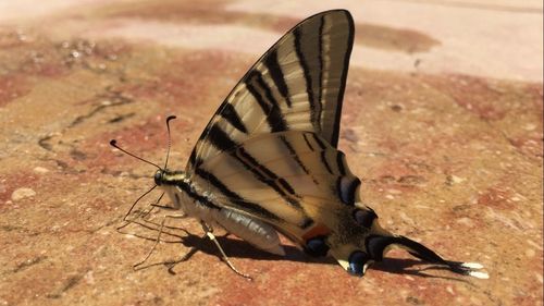 Close-up of butterfly