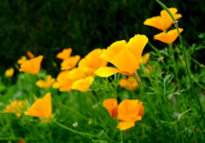 Close-up of yellow flower blooming in field