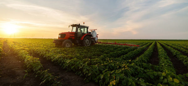 Scenic view of agricultural field against sky during sunset
