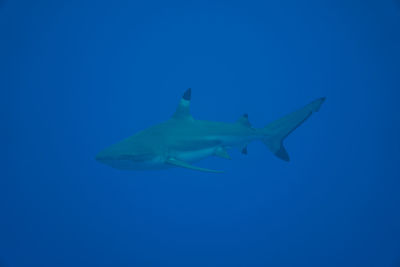 Fish swimming in sea