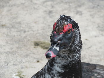 Close-up of black dog