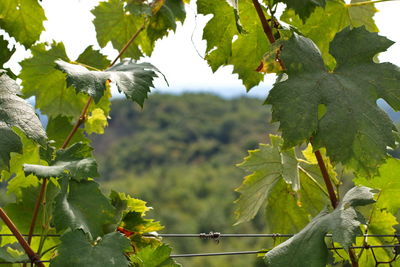 Forest landscape through the vine leaves