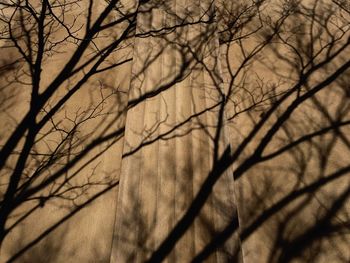 Bare trees against the sky