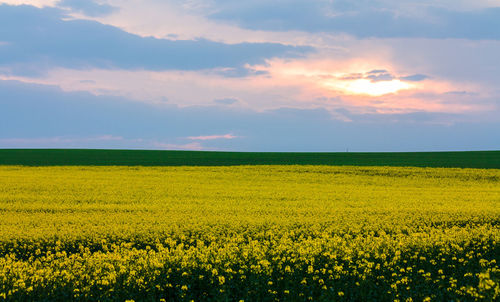 Scenic view of oilseed rape field against sky