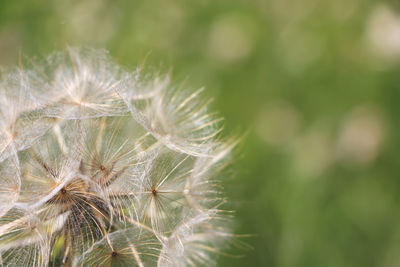 Close-up of dandelion on plant