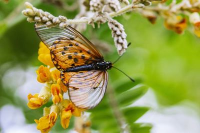 Close-up of butterfly pollinating on flower