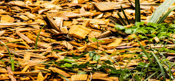 Full frame shot of plants