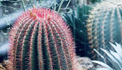 Close-up of cactus plant