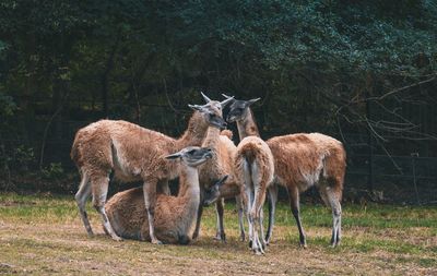 Deer in a field