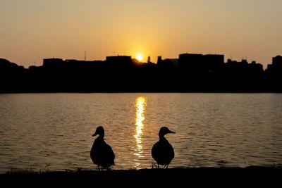 Silhouette birds on lake during sunset