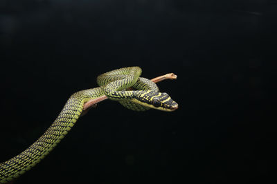 Close-up of lizard